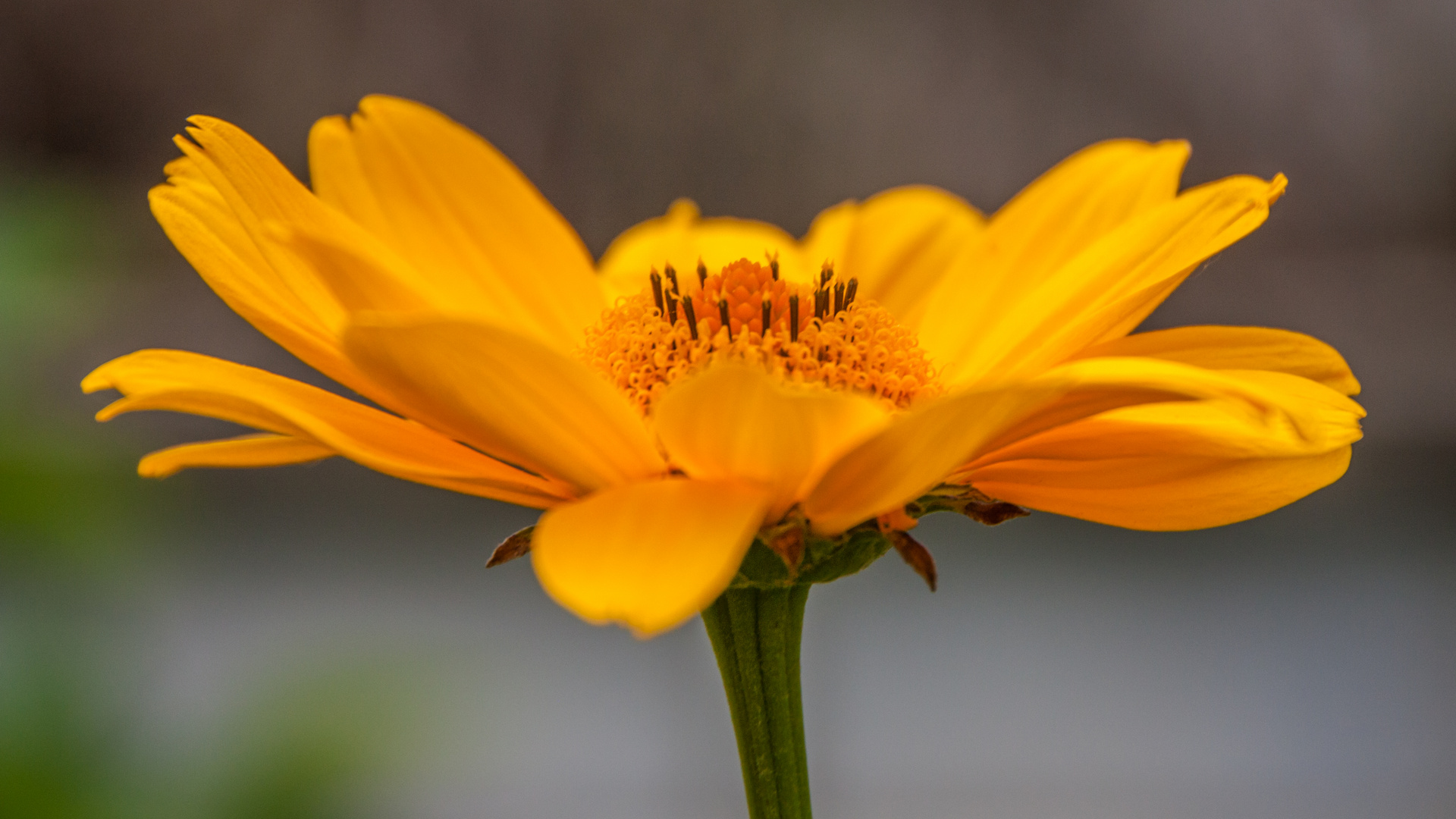 Gartenblume