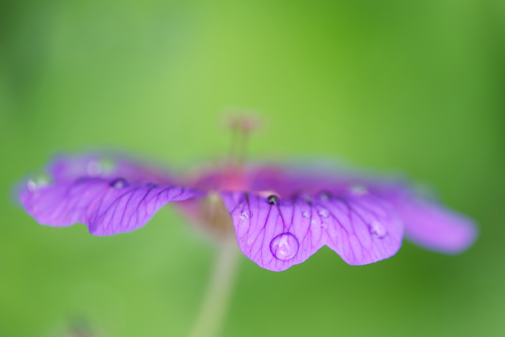 Gartenblume