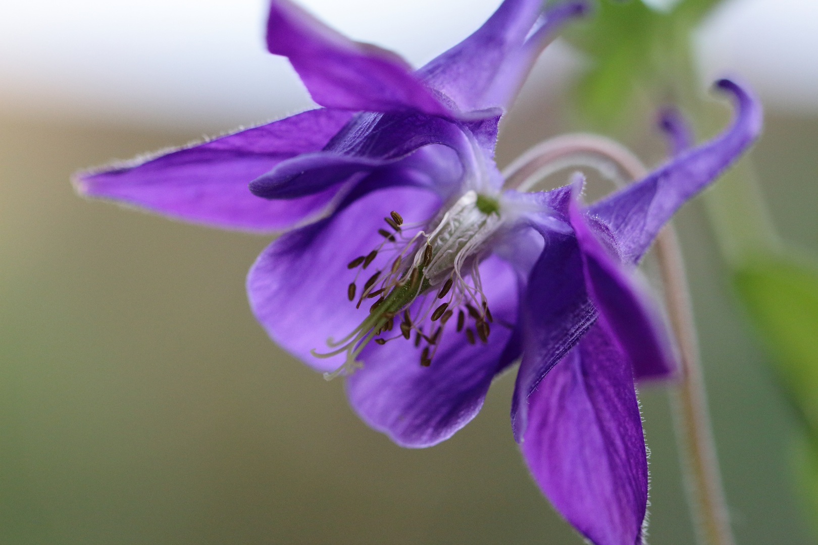 Gartenblume