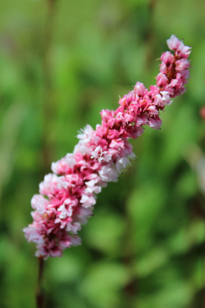 Gartenblume