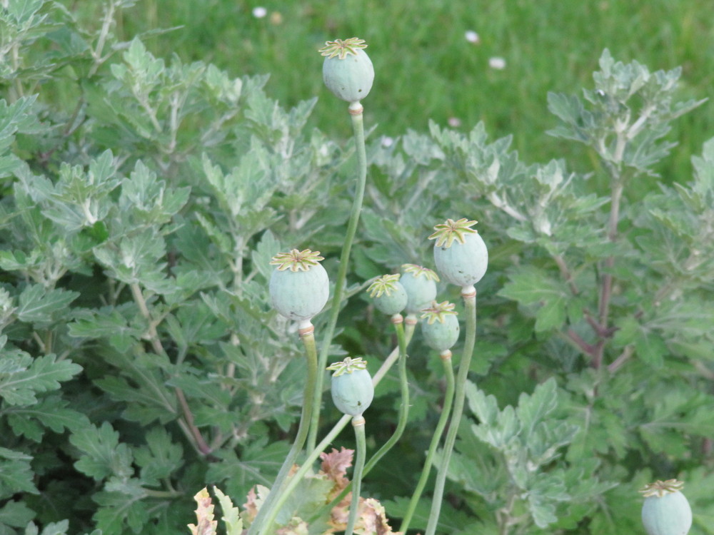 Gartenblume am Sommerabend