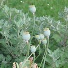 Gartenblume am Sommerabend