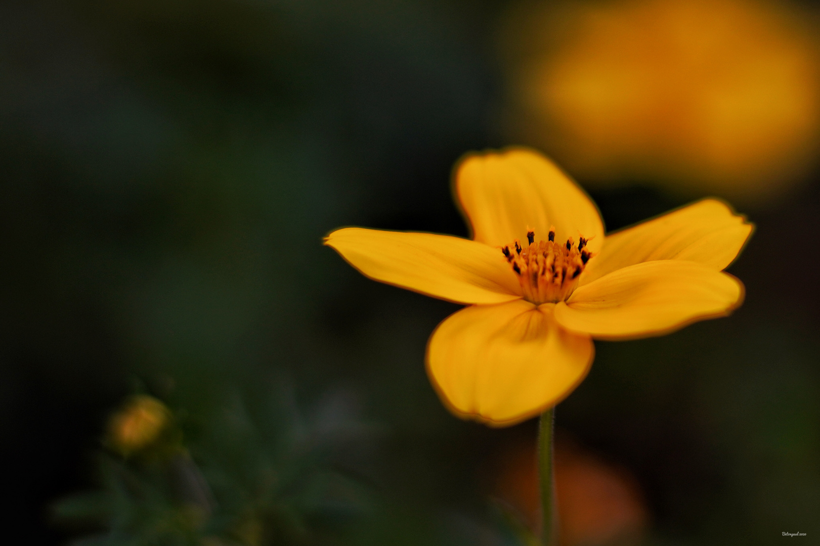 Gartenblume