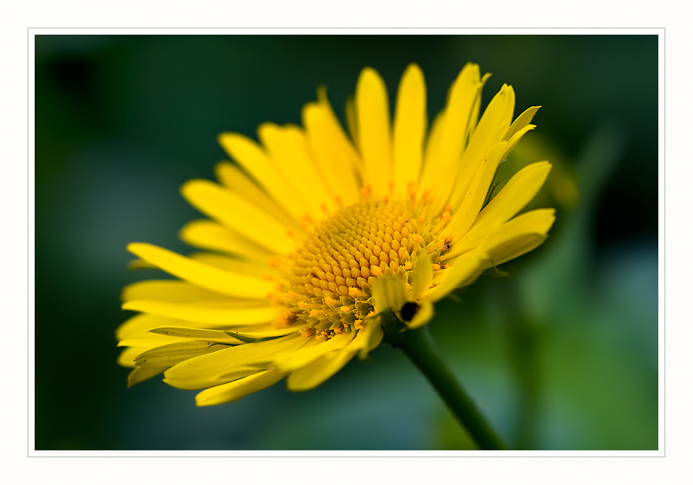 Gartenblume.