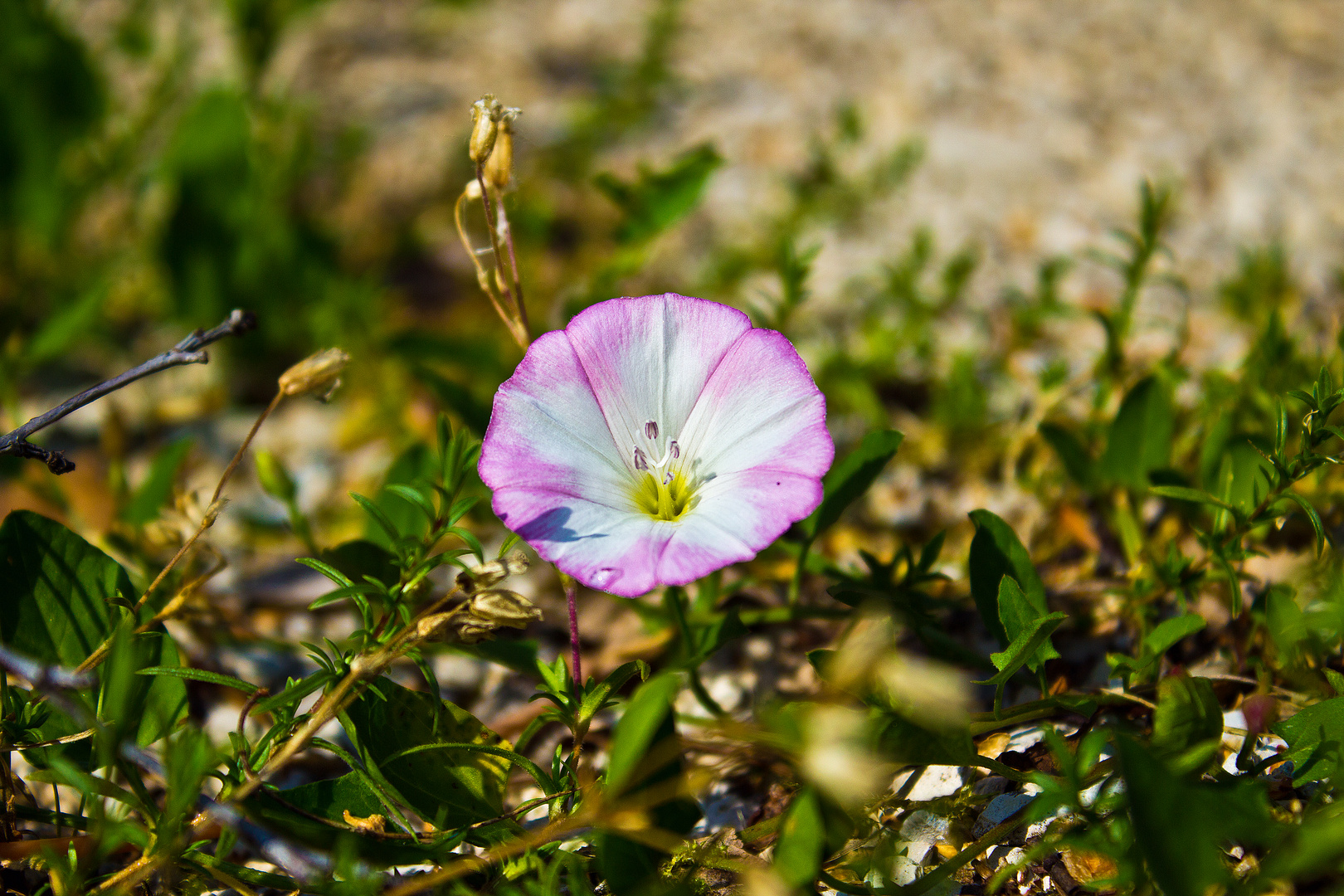 Gartenblume