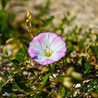 Gartenblume