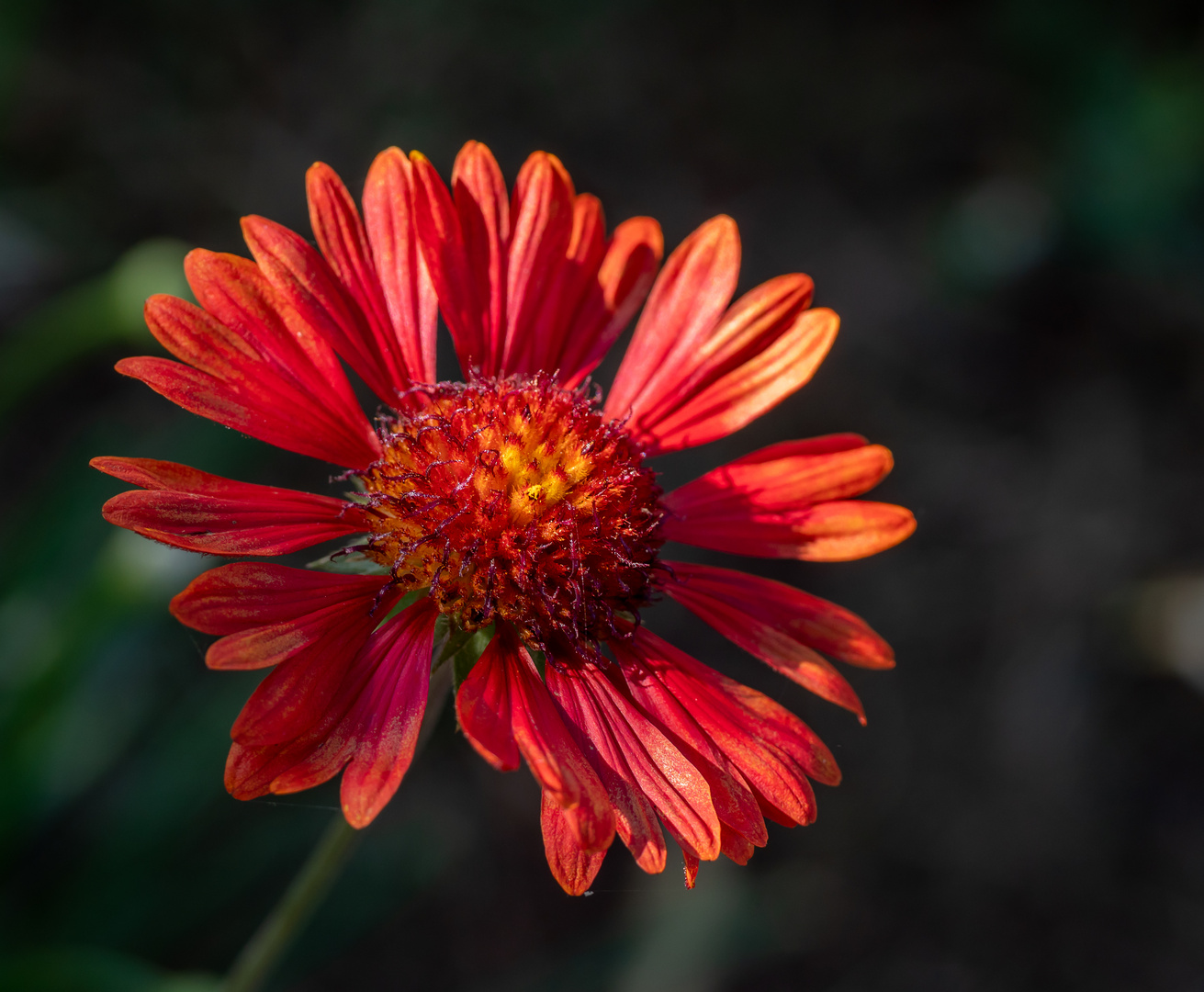 Gartenblume