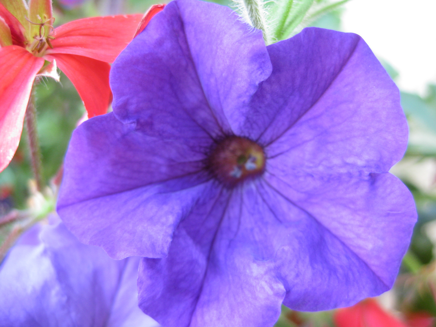 Gartenblume blau