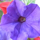 Gartenblume blau