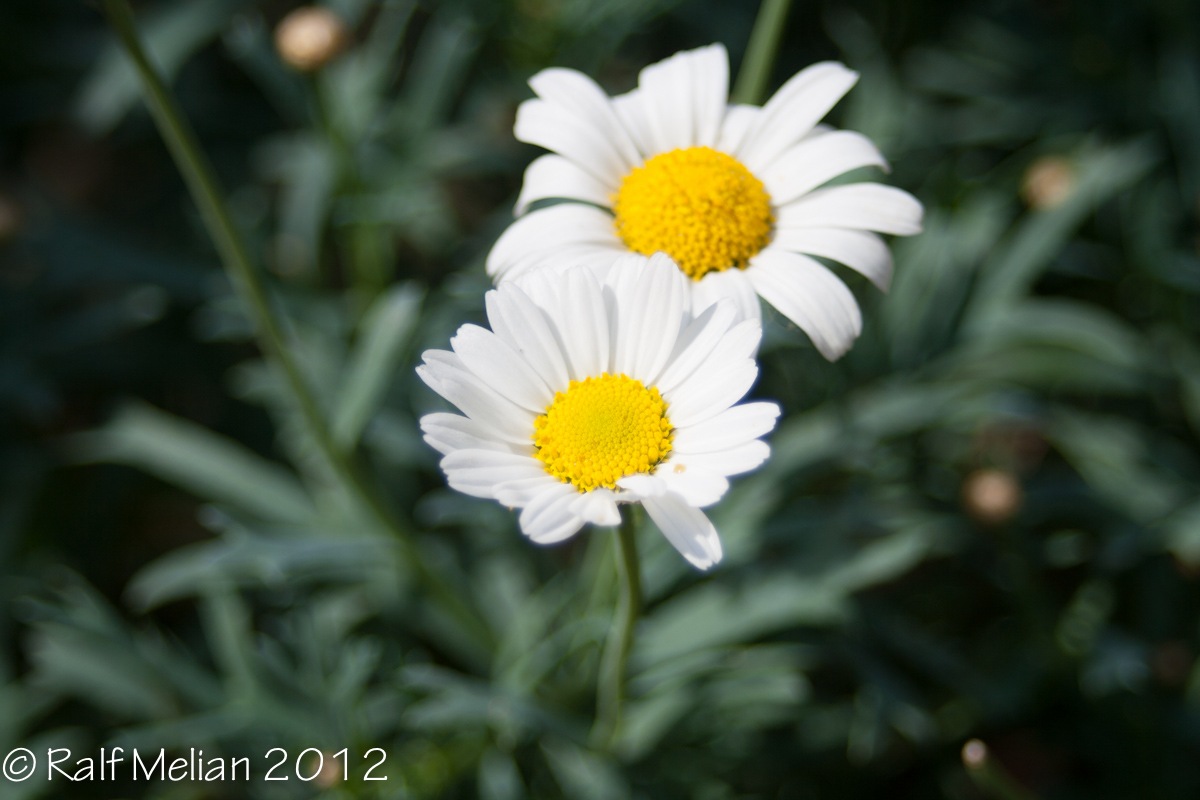 Gartenblume