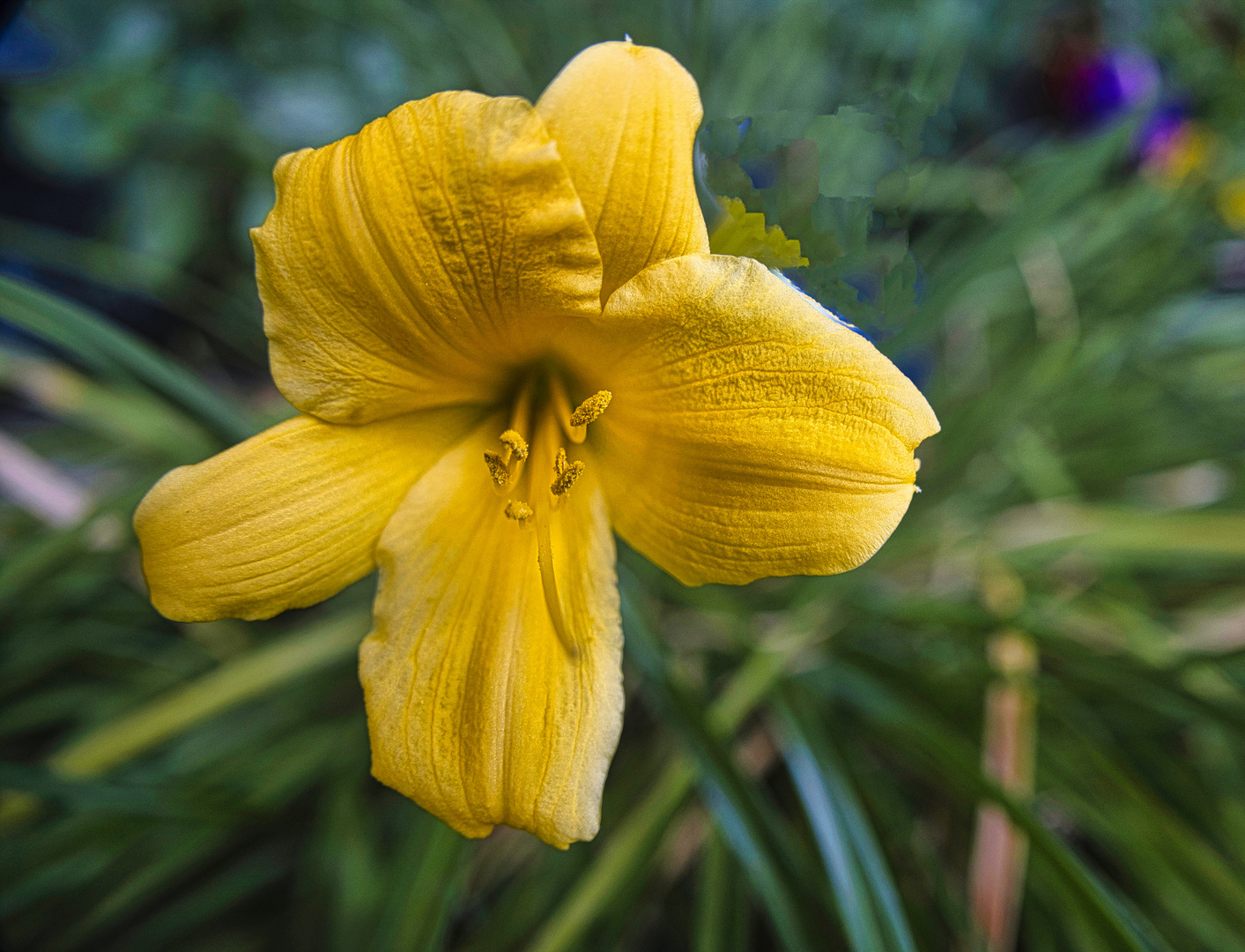 Gartenblume