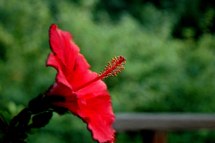 Gartenblume