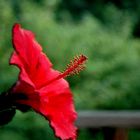 Gartenblume