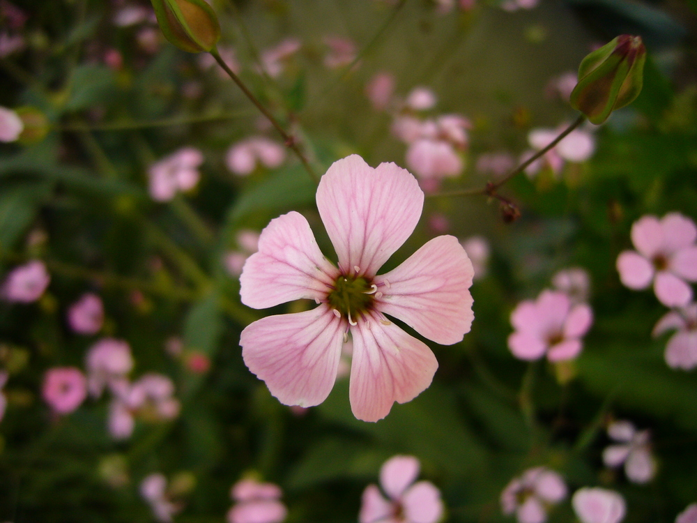 Gartenblume