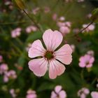 Gartenblume