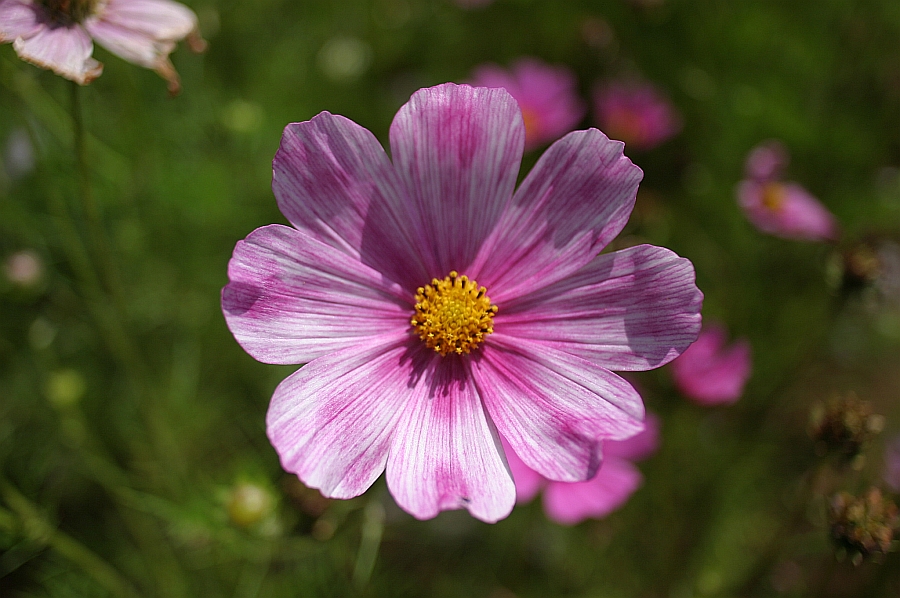 Gartenblume