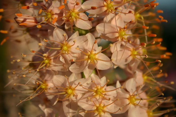 Gartenblume