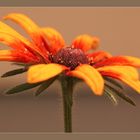 GARTENBLUME - gelbe Gerbera-Hybride.