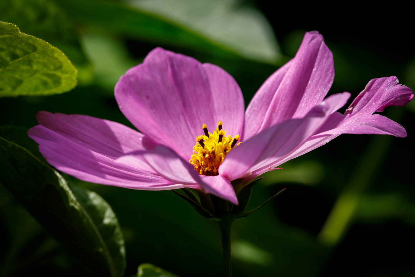 Gartenblume II