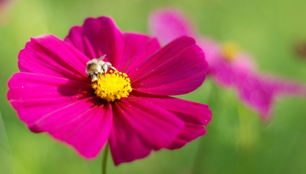 Gartenblume mit Insekt Foto & Bild pflanzen, pilze & flechten, blüten