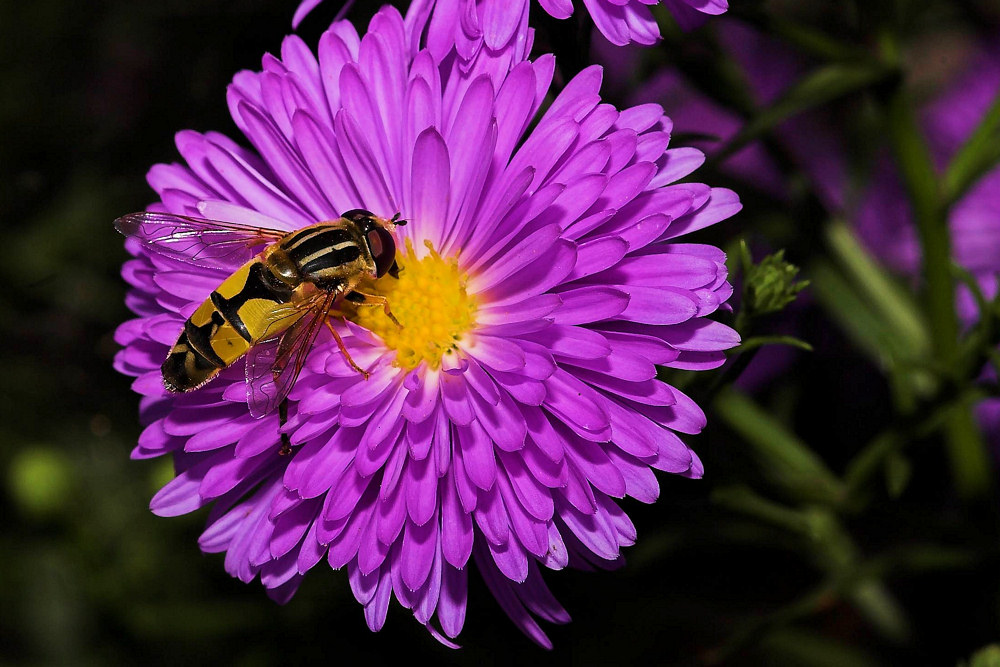 Gartenblume mit Sumpfschwebfliege