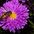 Gartenblume mit Sumpfschwebfliege