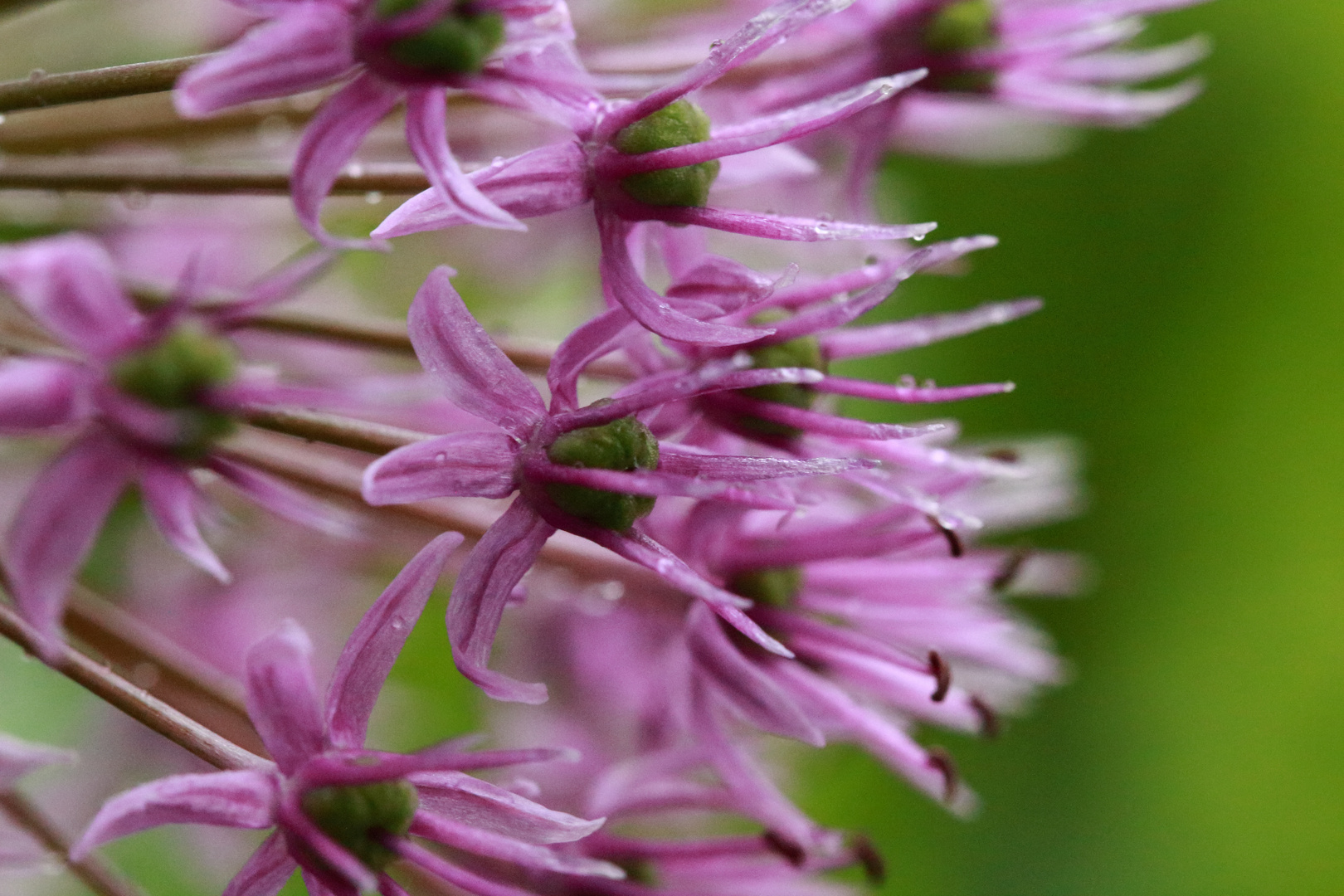 Gartenblume2