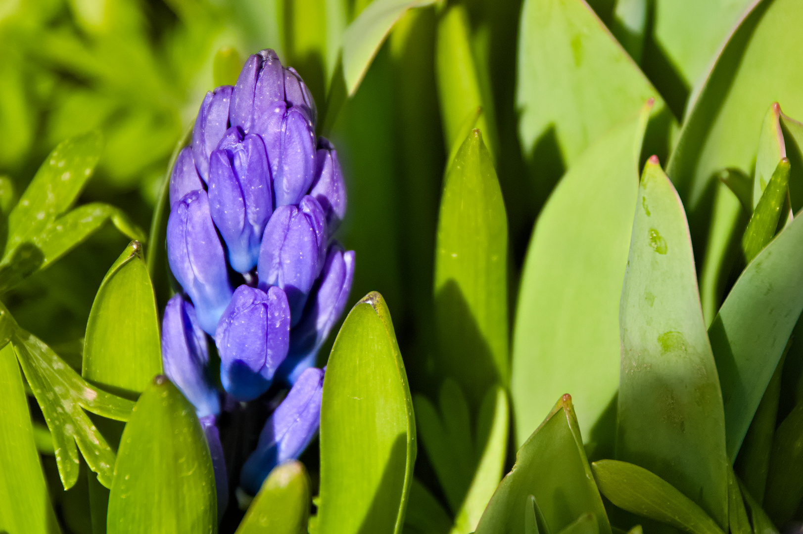 Gartenblumen