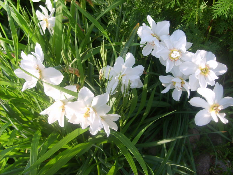 Gartenblumen