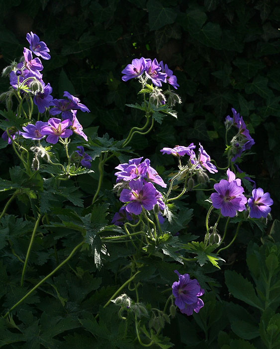 Gartenblumen