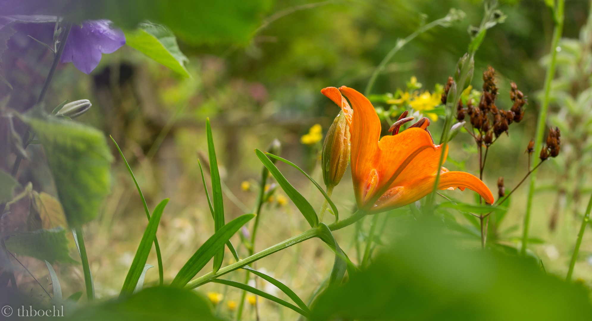 Gartenblumen