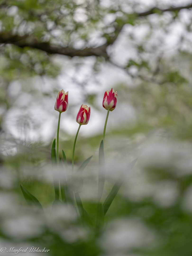 Gartenblumen ...