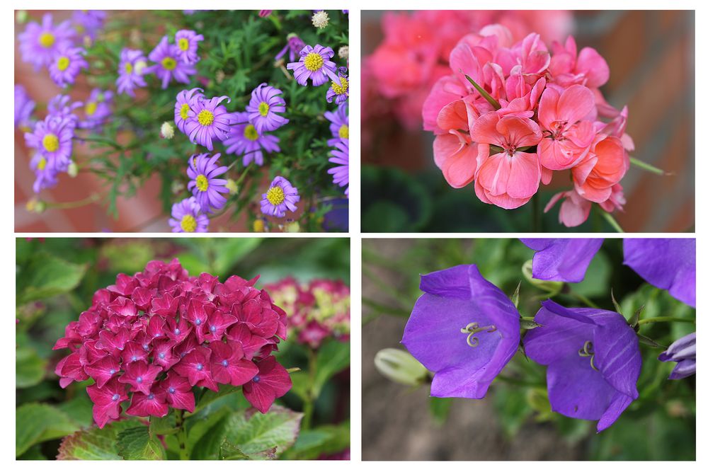 Gartenblumen Foto & Bild | jahreszeiten, sommer, natur Bilder auf