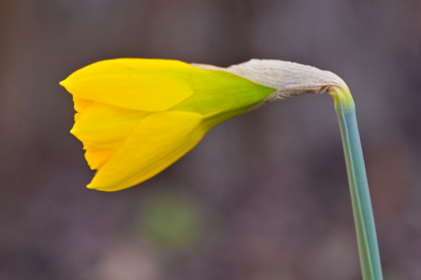 Gartenblumen