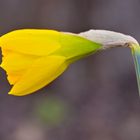 Gartenblumen