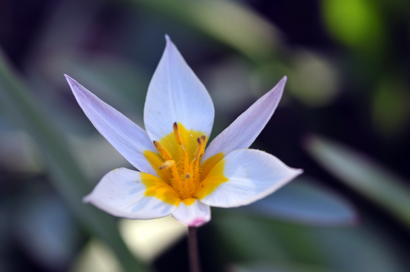 Gartenblumen