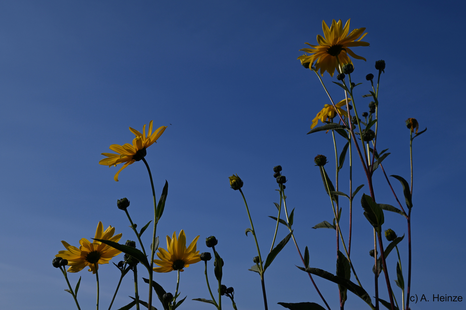 Gartenblumen