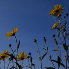 Gartenblumen