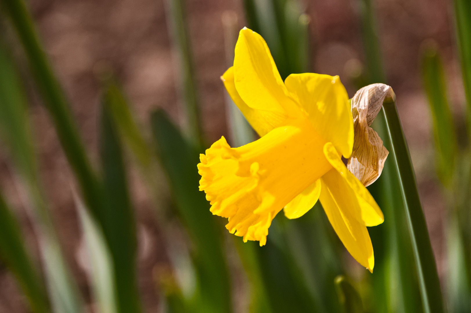 Gartenblumen