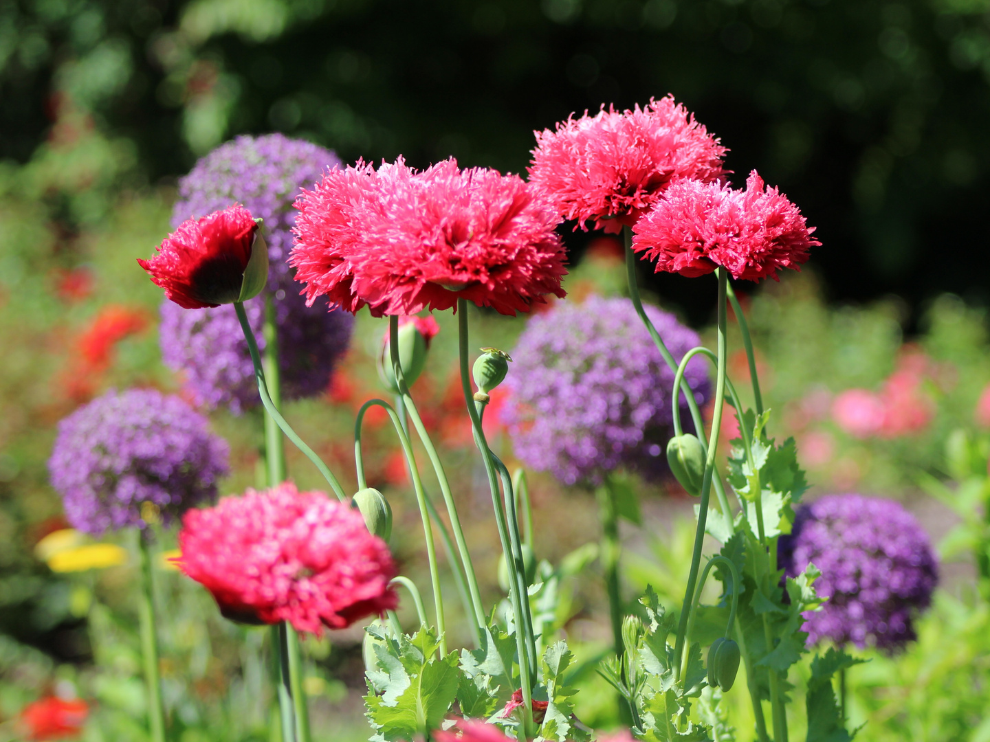 Gartenblumen