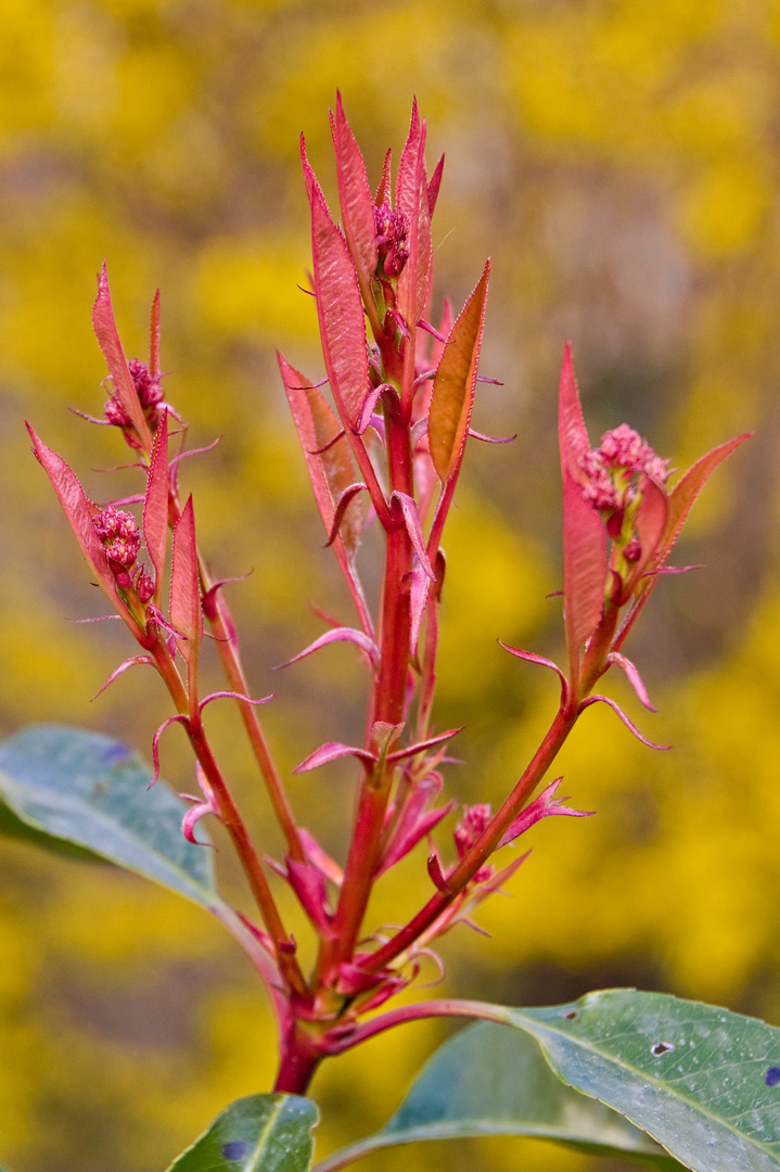 Gartenblumen