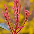 Gartenblumen