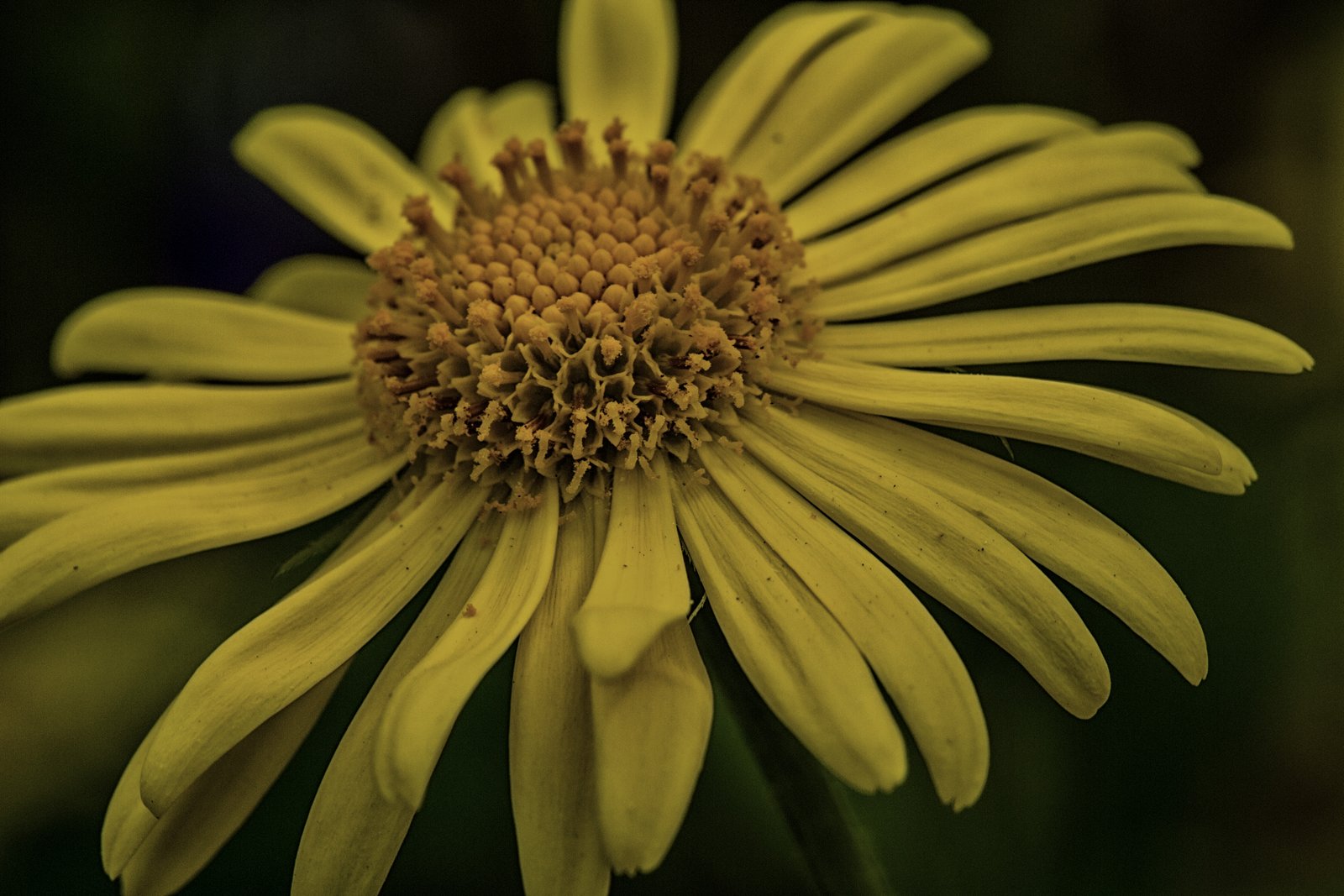 Gartenblumen