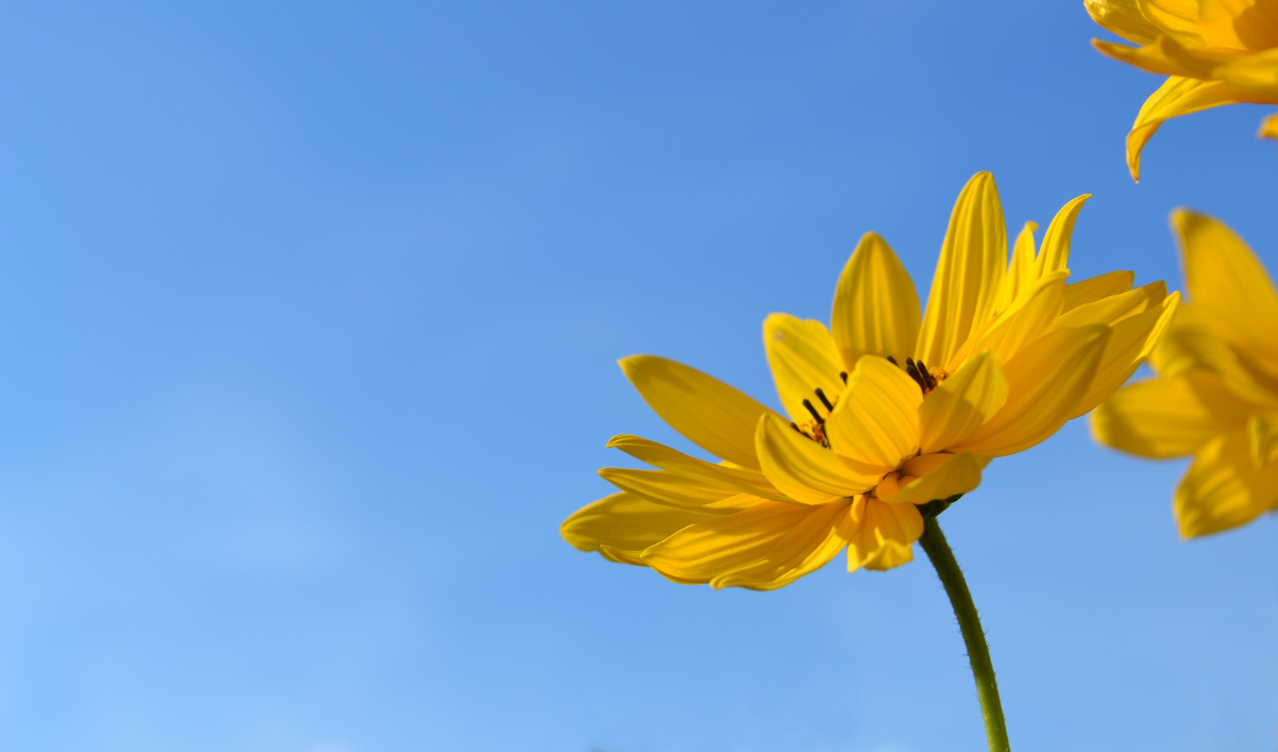 Gartenblumen