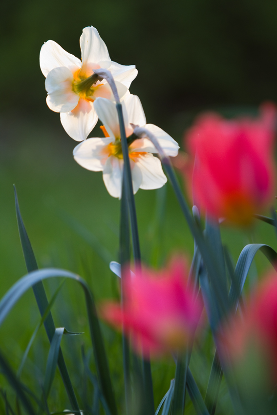 Gartenblumen