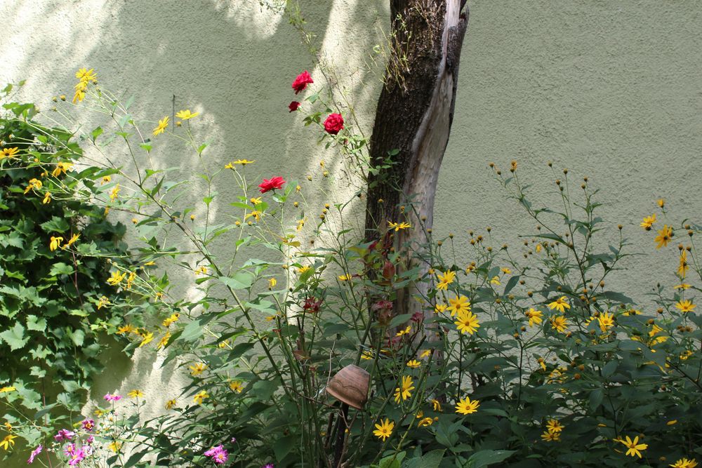 Gartenblumen im August.