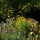 Gartenblumen im Bauerngarten als Mittwochsblümchen