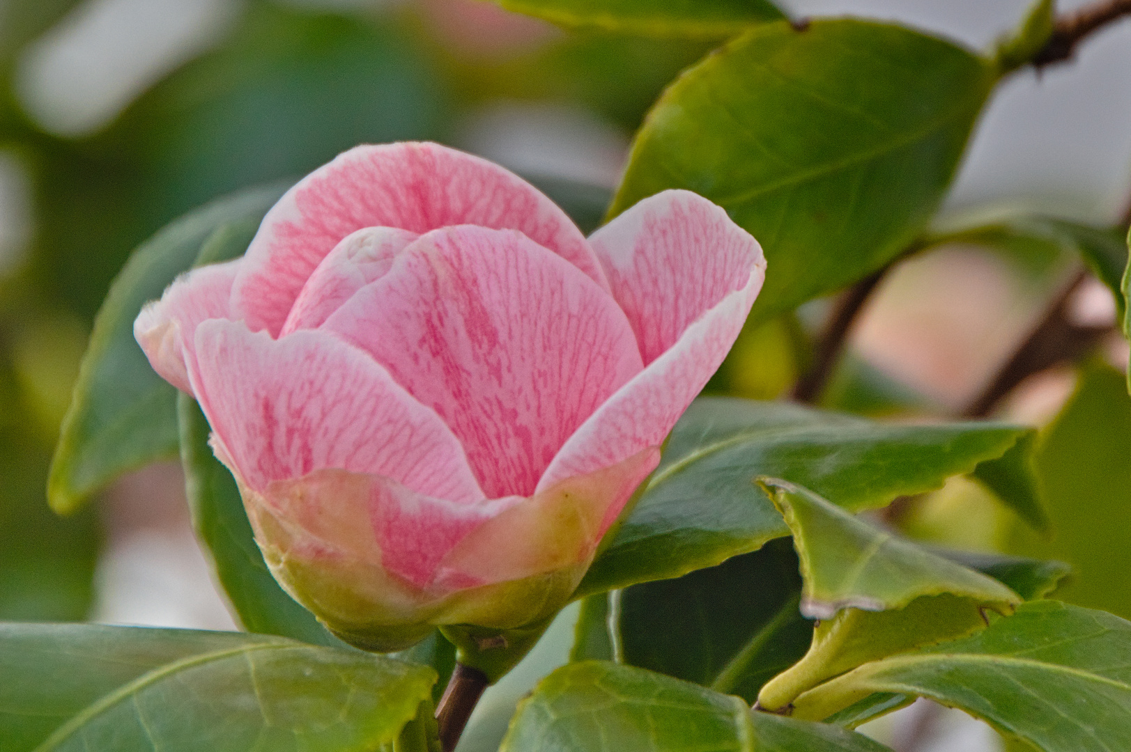 Gartenblumen im Frühjahr