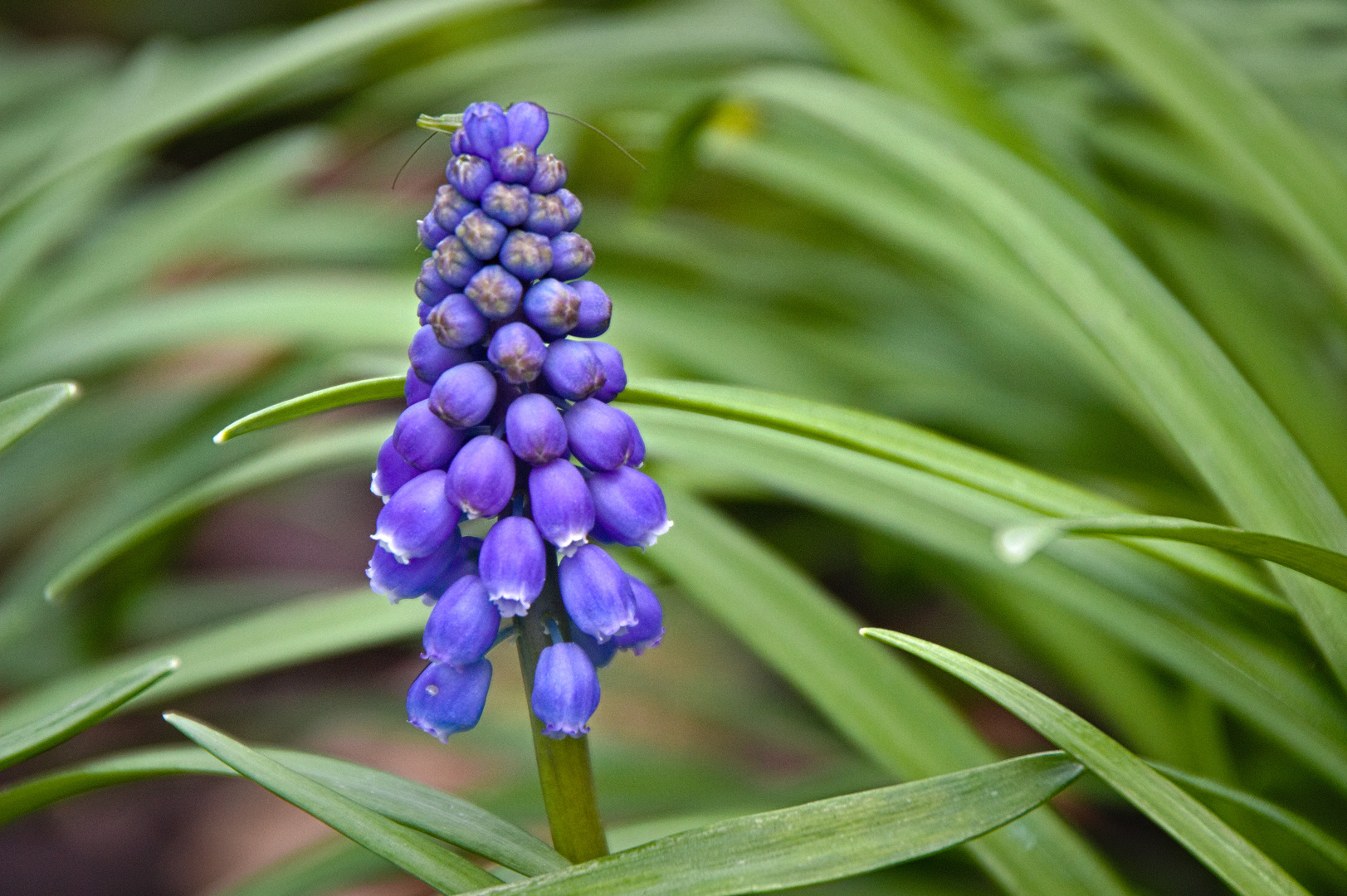 Gartenblumen im Frühjahr Foto & Bild pflanzen, pilze & flechten