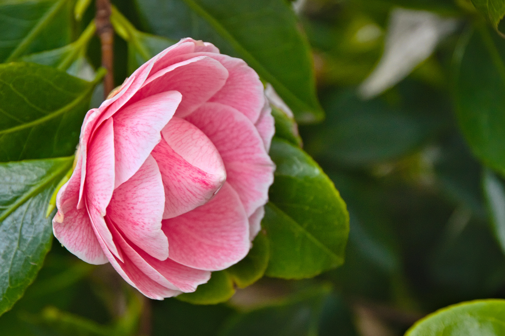 Gartenblumen im Frühjahr